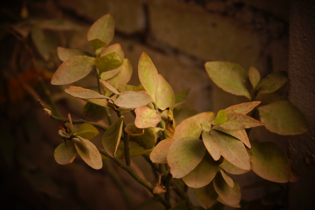 leaves  natural  nature free photo