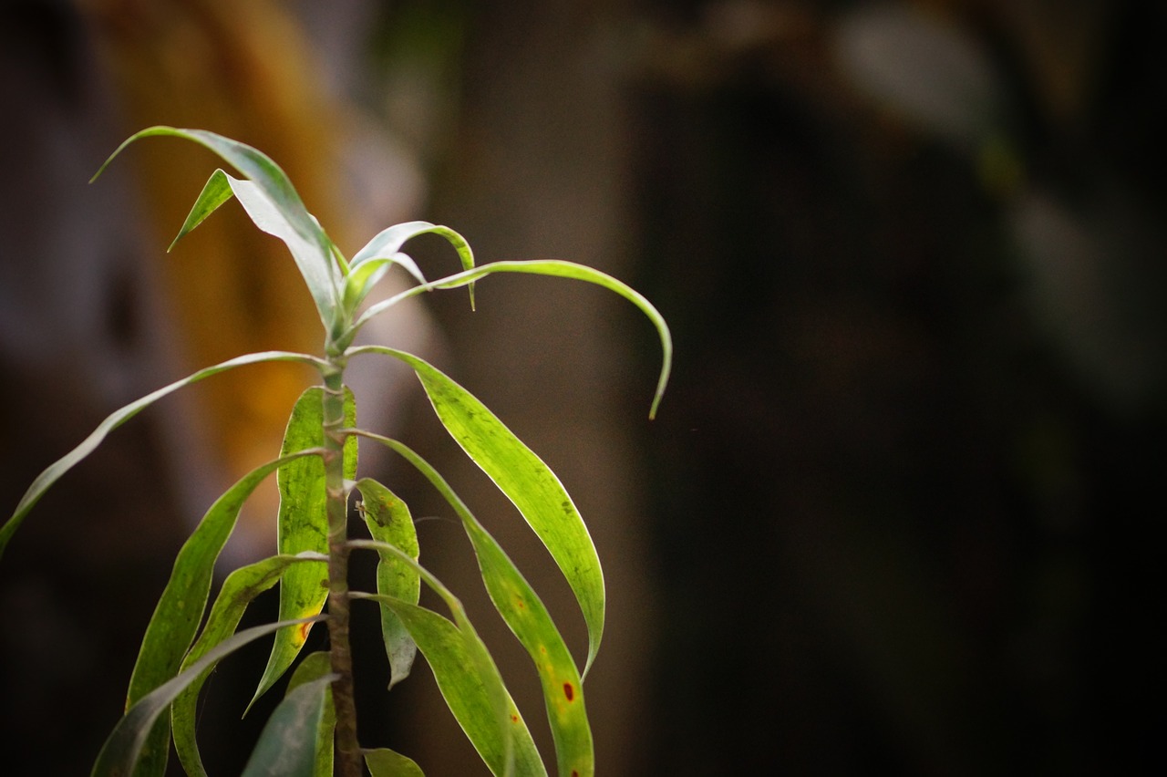 leaves  random  nature free photo