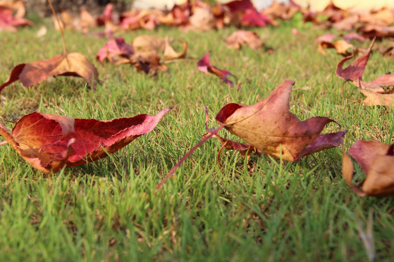 leaves  grass  nature free photo