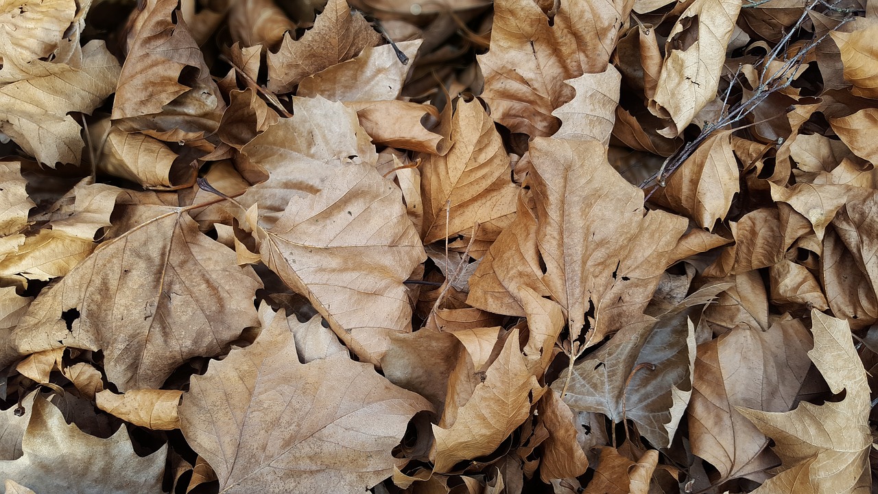 leaves  autumn  forest free photo