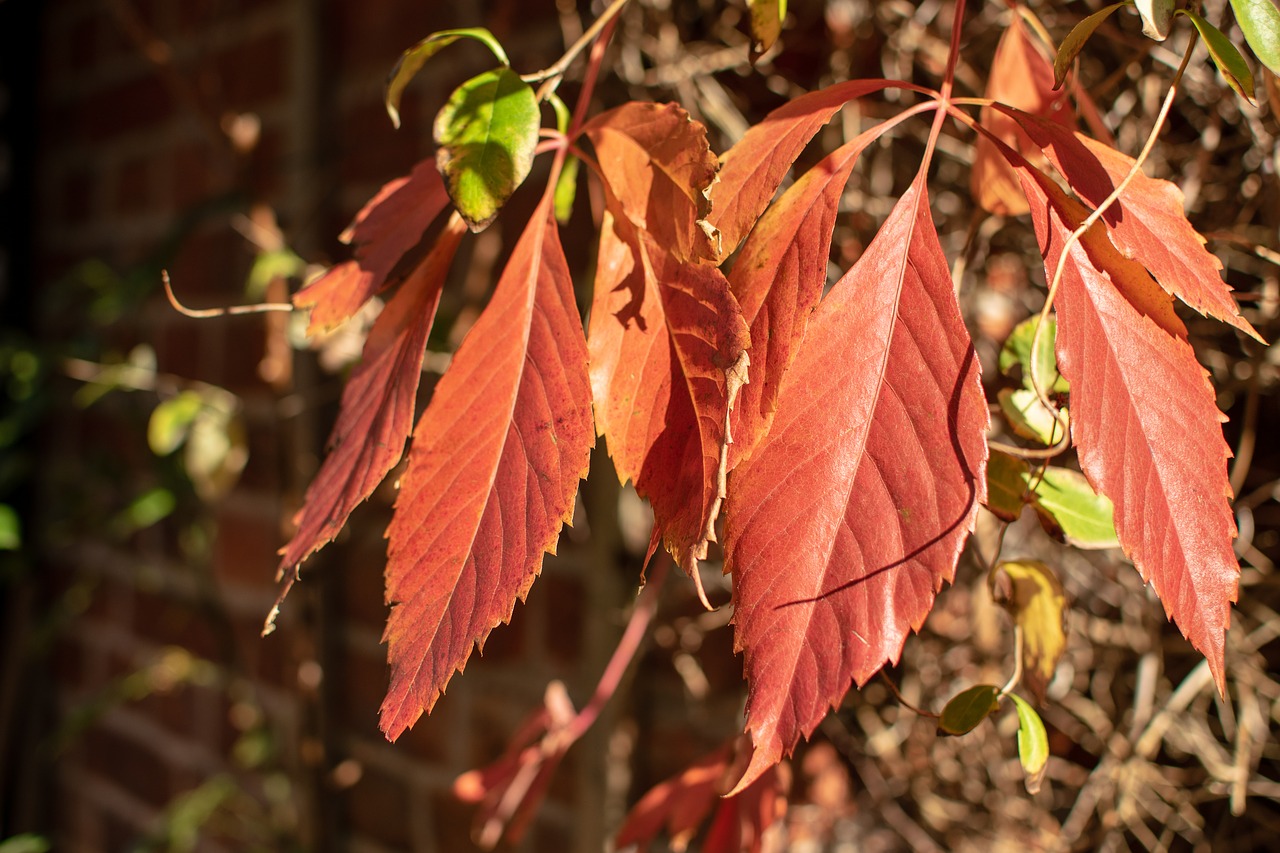 leaves  red  wall free photo