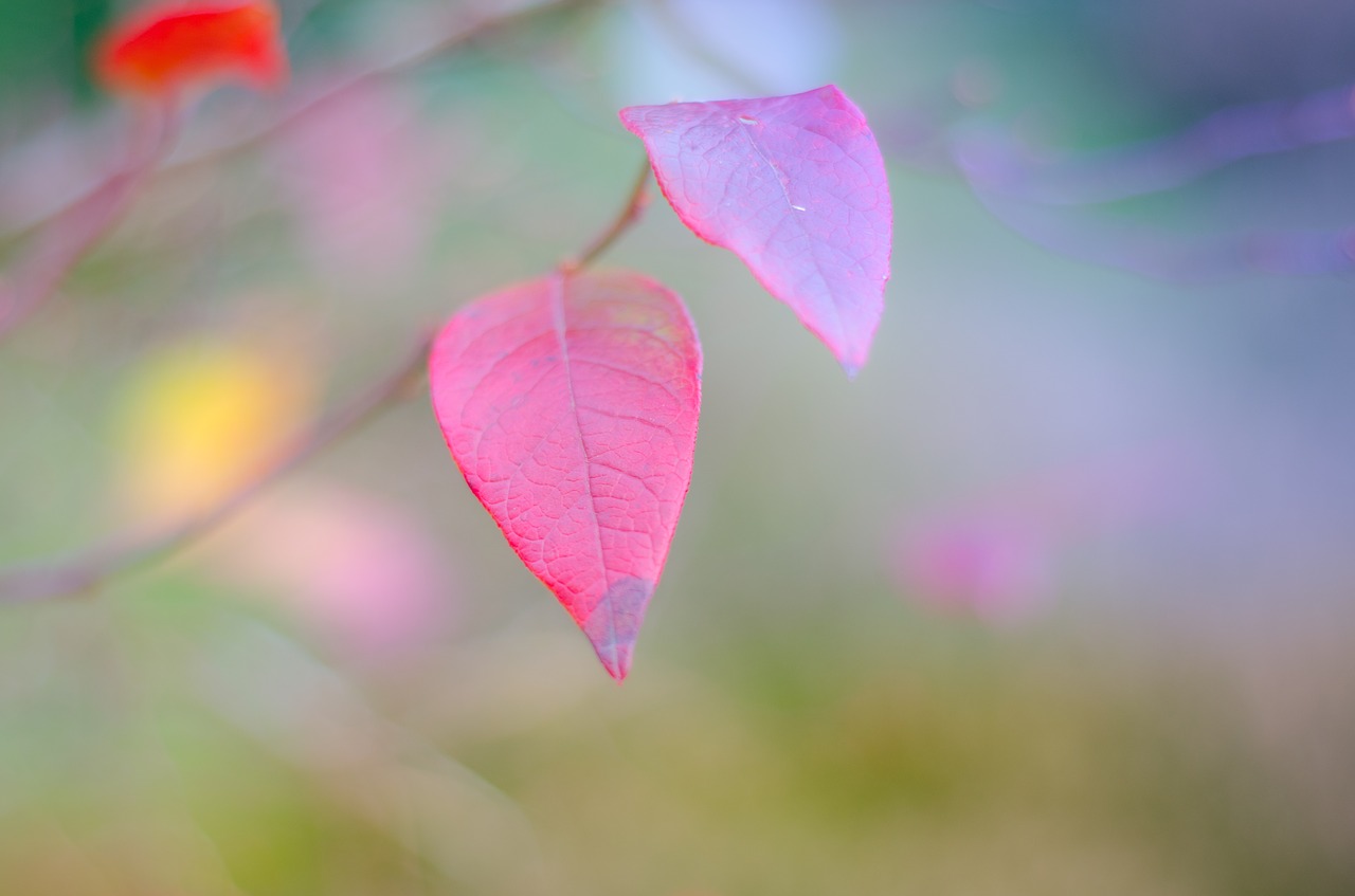 leaves  colorful  pink free photo