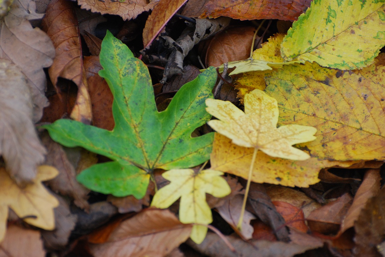 leaves  field maple  autumn free photo