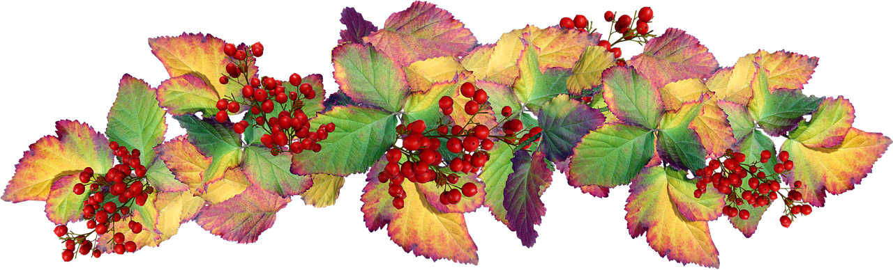 leaves  autumn  berries free photo