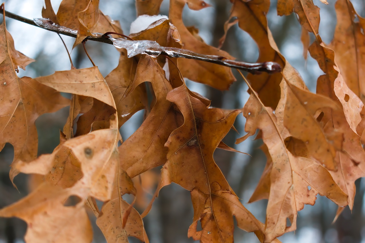 leaves  nature  leaf free photo