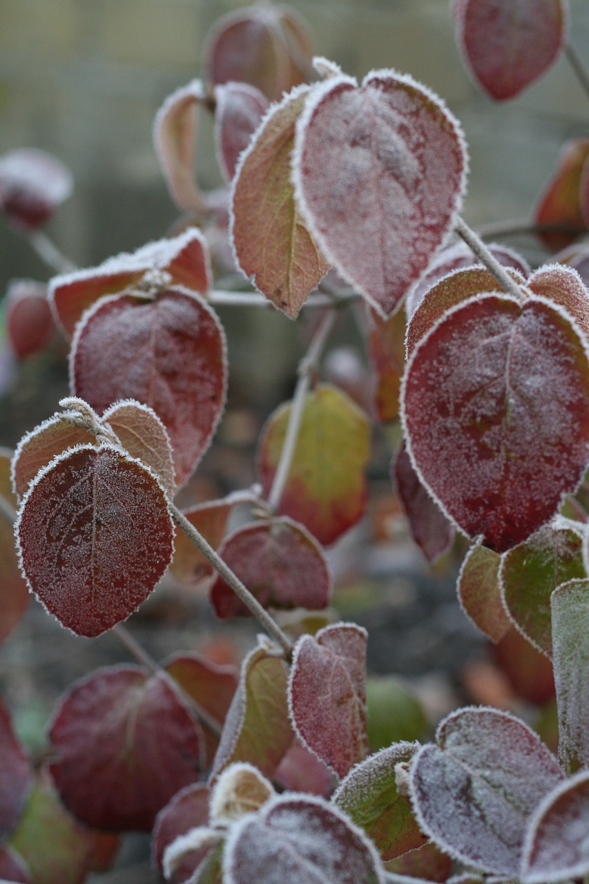 leaves bush ornamental shrub free photo