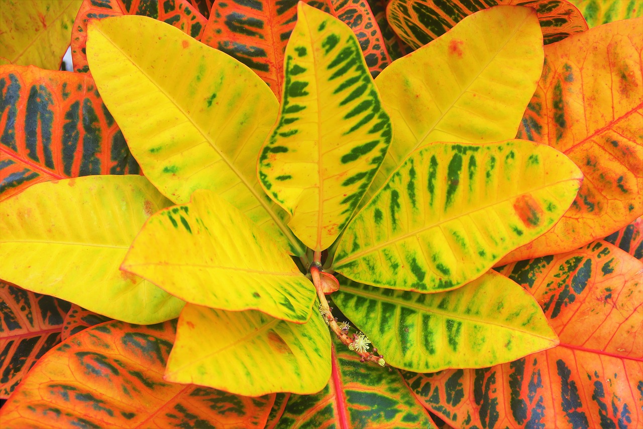 leaves  tropical  yellow free photo