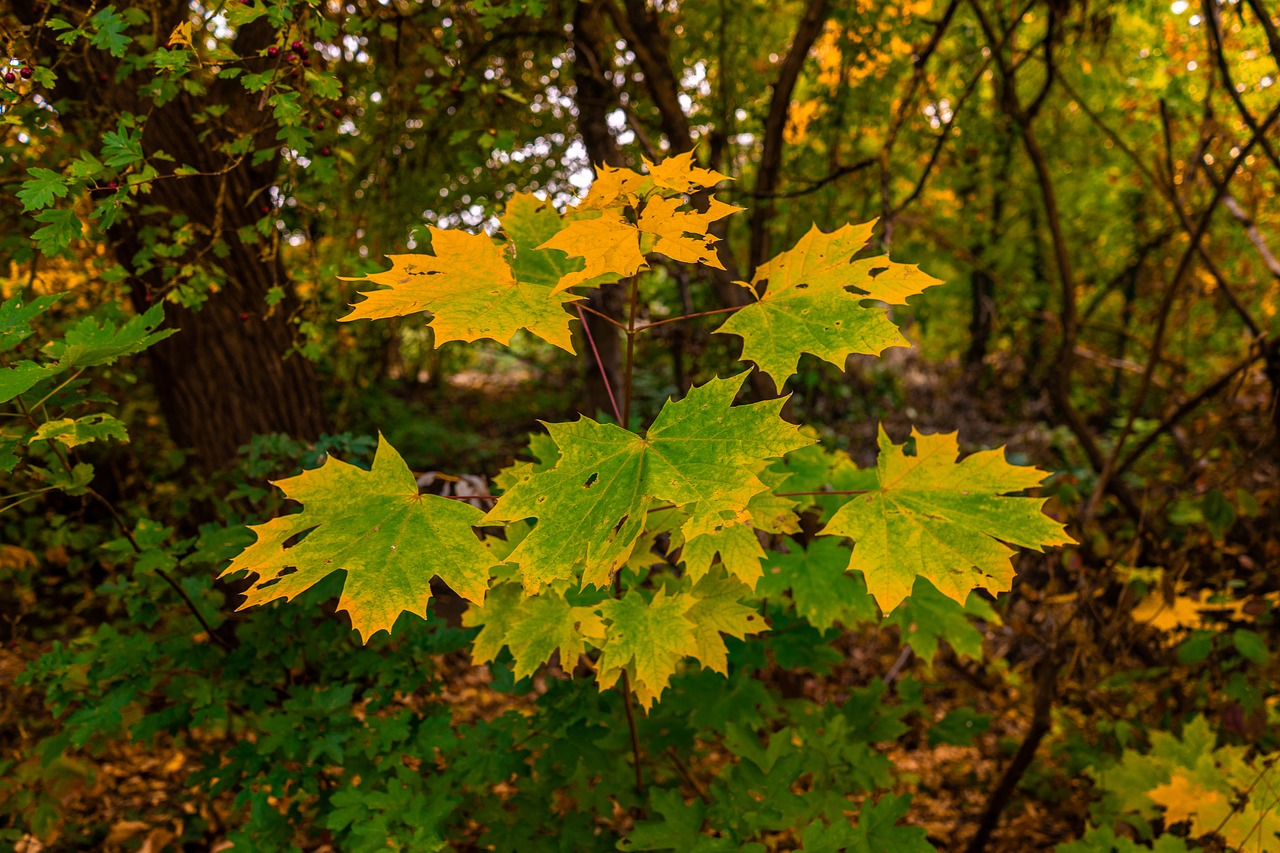 leaves  maple leaf  autumn free photo