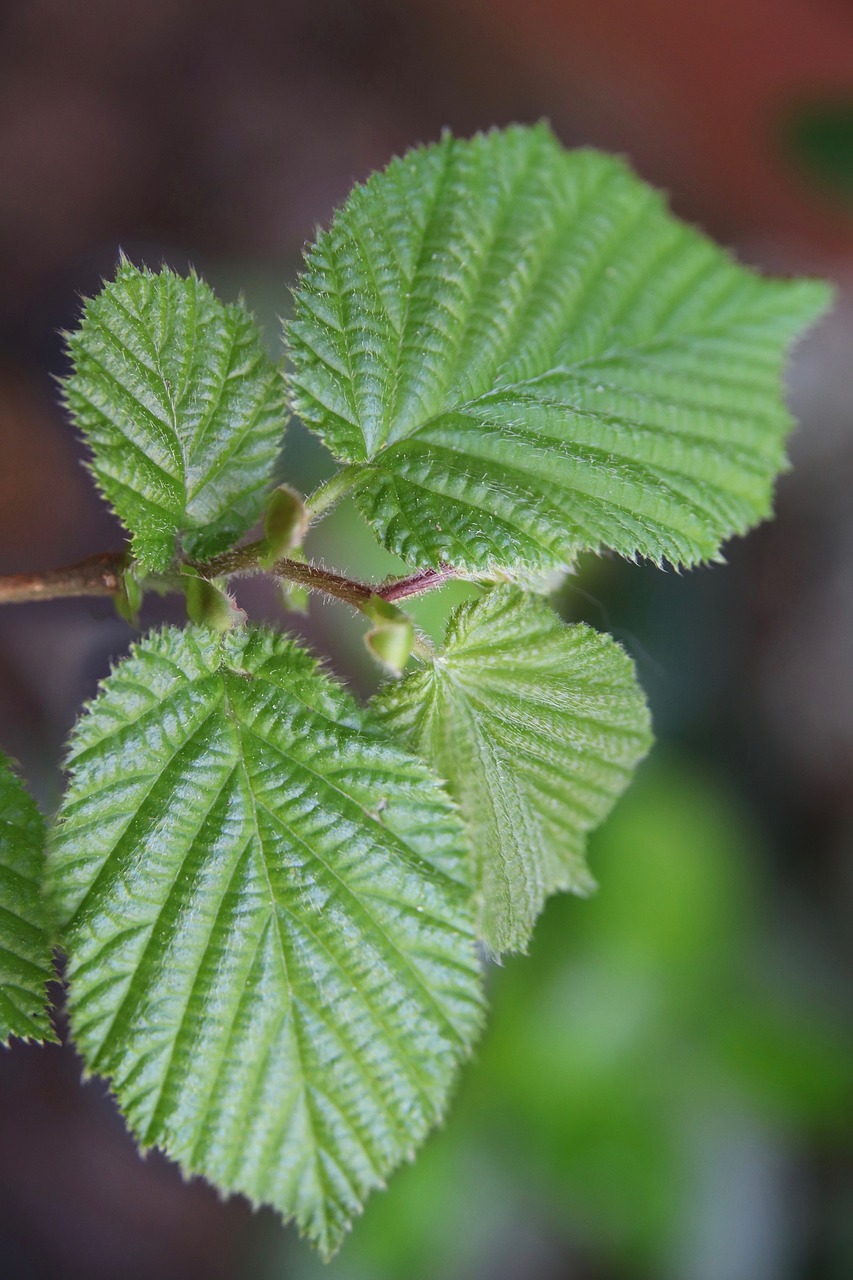 leaves  hazelnut  hazel leaves free photo