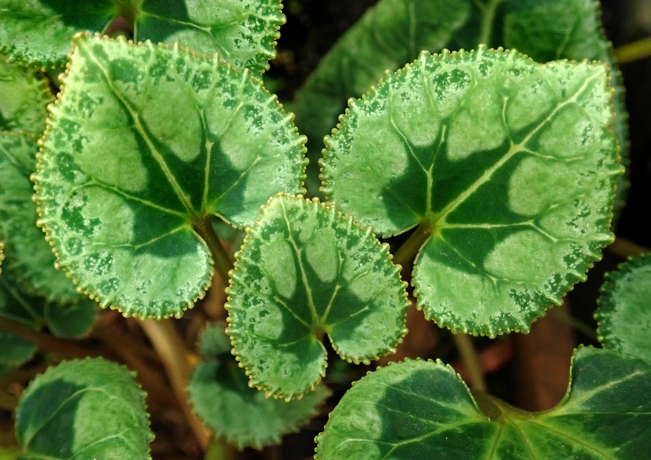 leaves  cyclamen  plant free photo