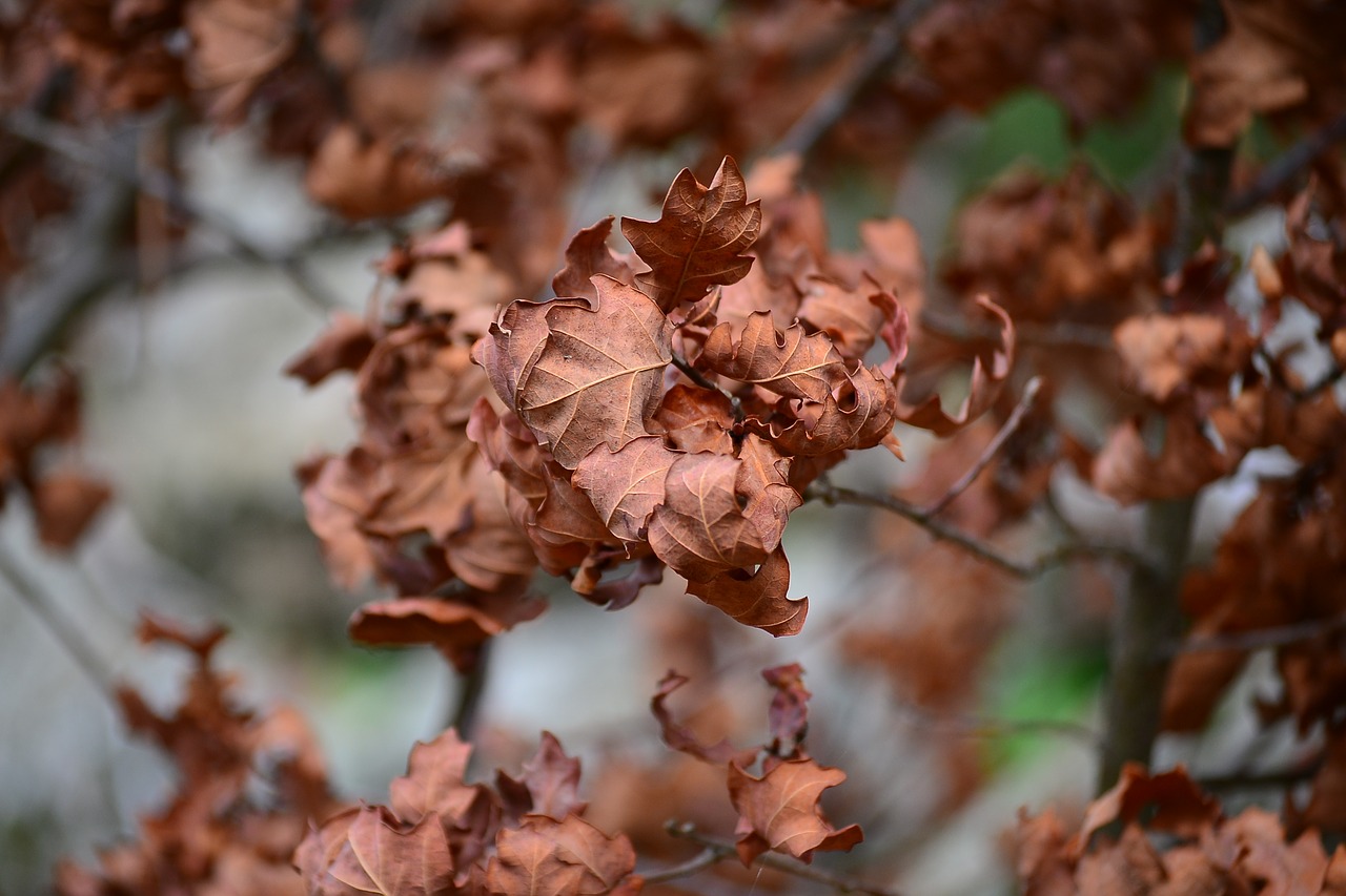 leaves  autumn  season free photo