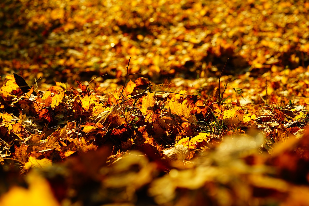 leaves  fall foliage  colorful free photo