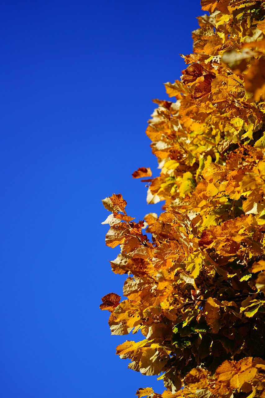 leaves  fall foliage  lime leaf free photo