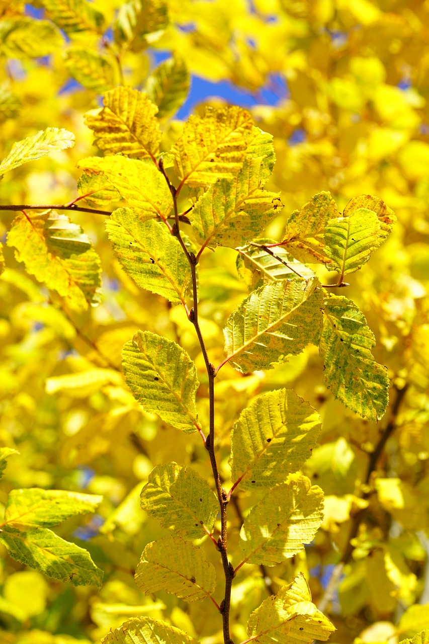 leaves  fall color  fall foliage free photo