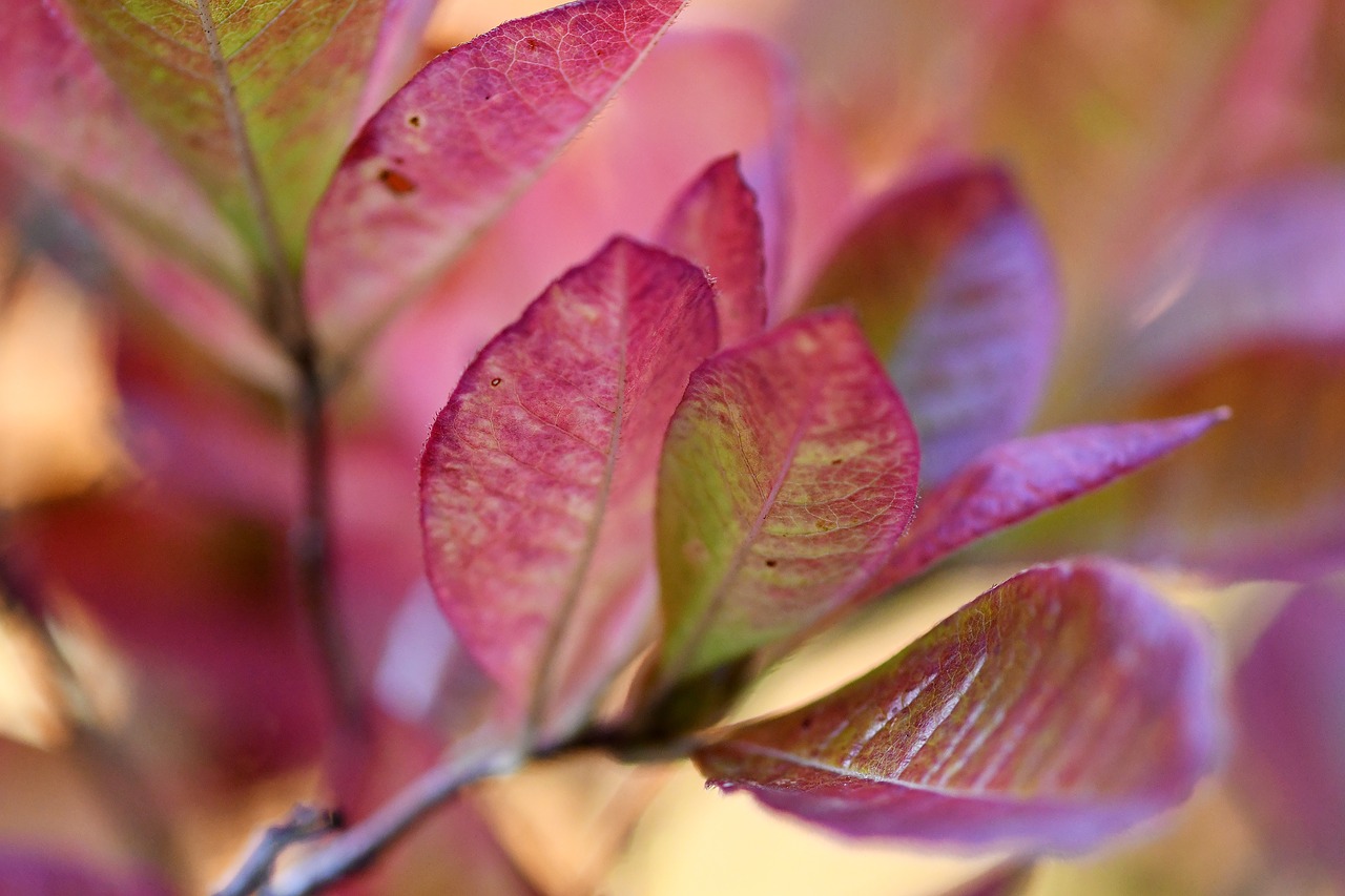 leaves  plant  colorful free photo