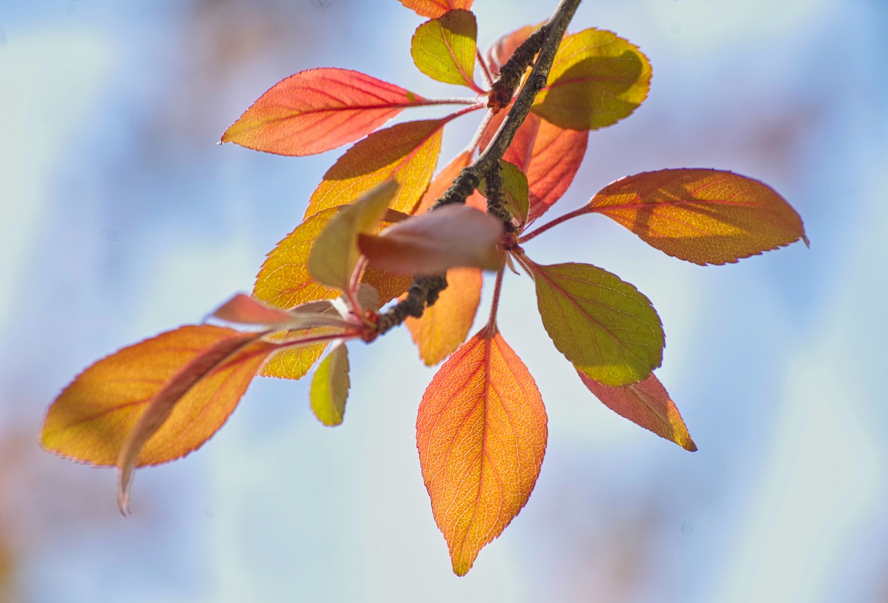 leaves  spring  light free photo