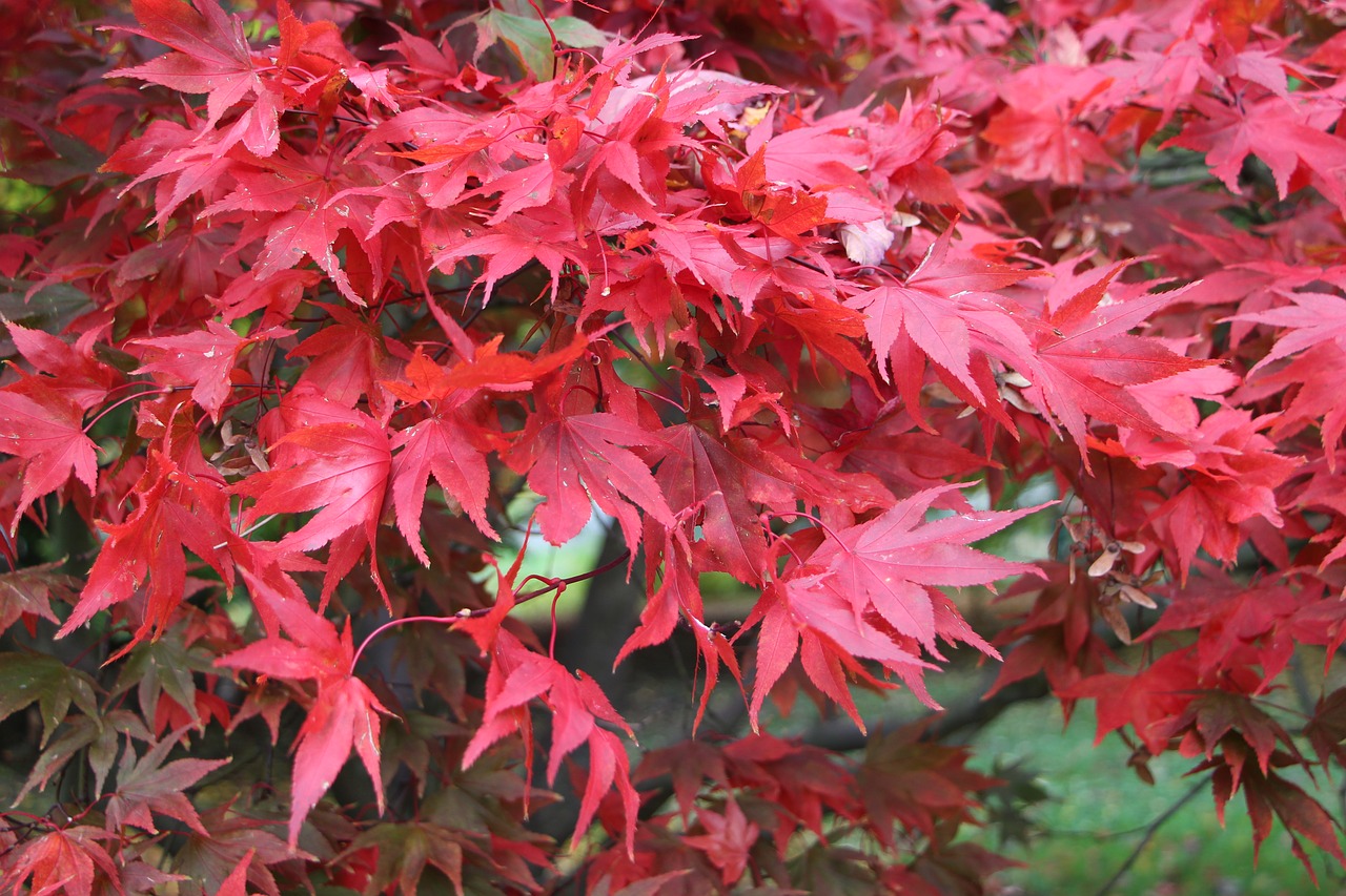 leaves  autumn  red free photo