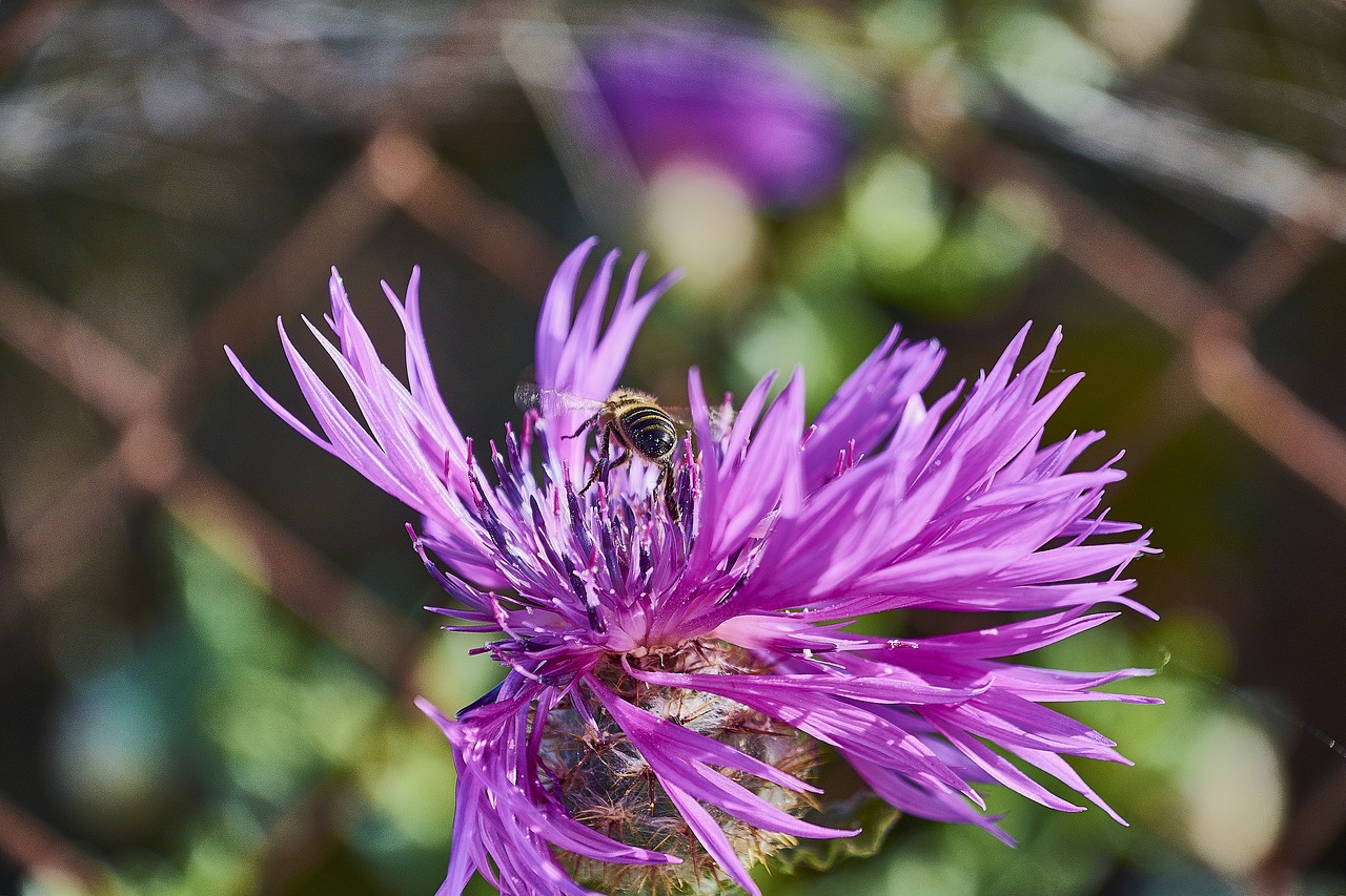 leaves  garden  bee free photo