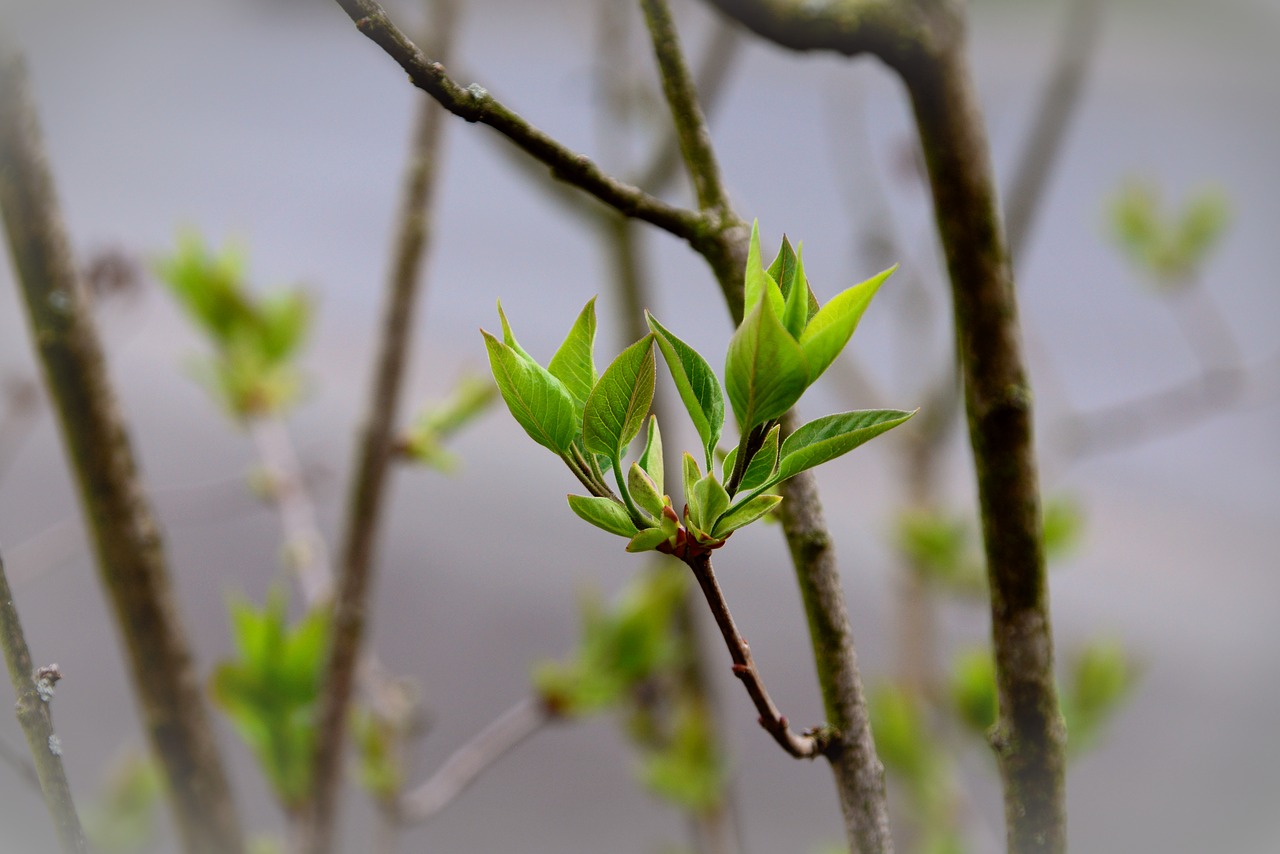 leaves  green  lilac tree buds free photo