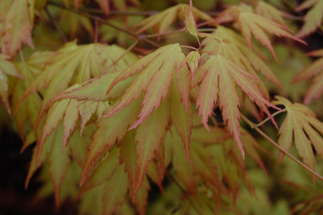 leaves  tree  nature free photo