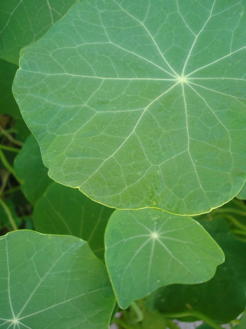 leaves  nasturtium  simply free photo