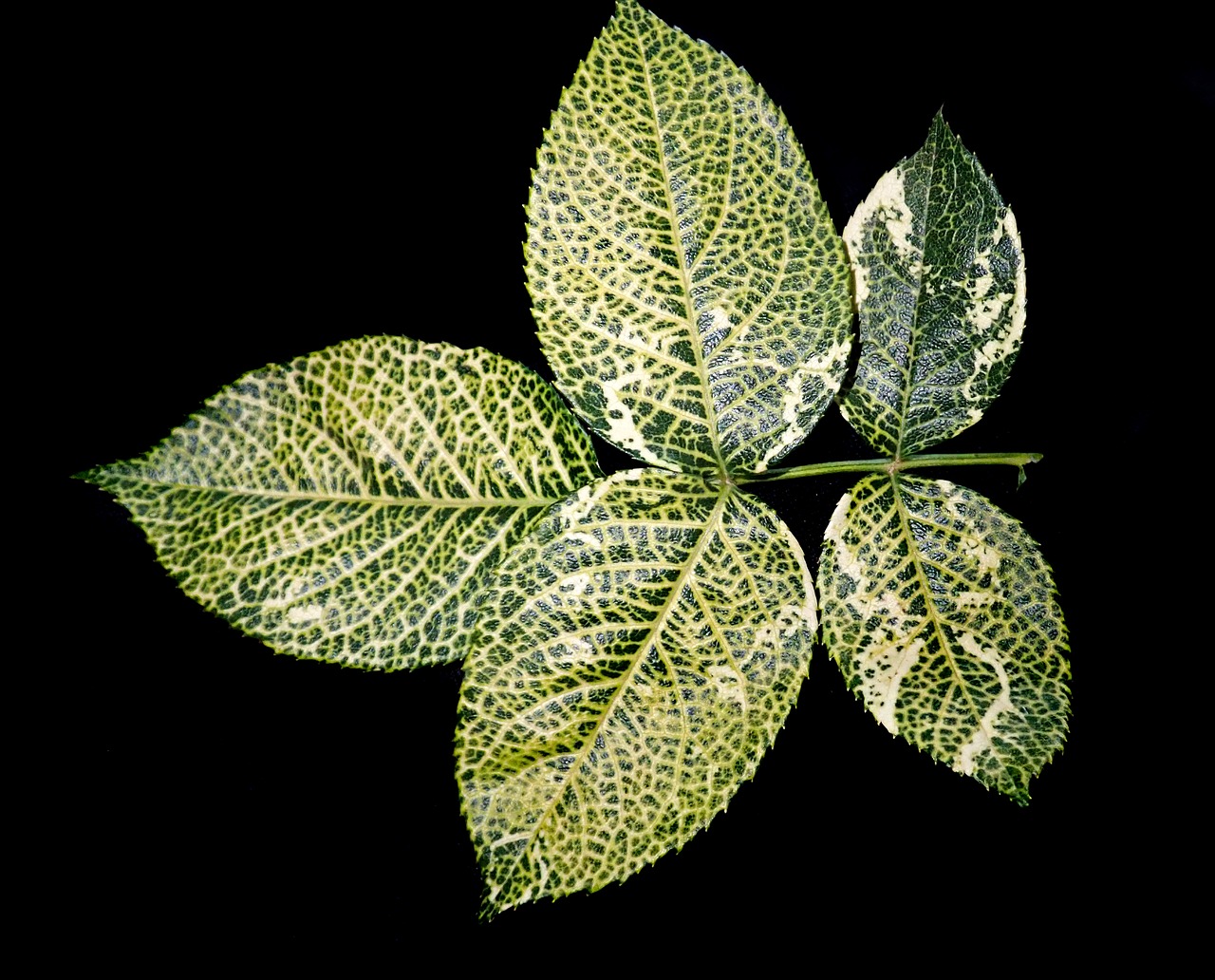 leaves  rose  nitrogen deficiency free photo