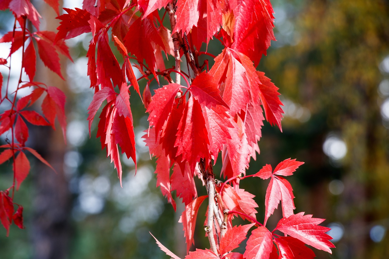 leaves  autumn  red free photo