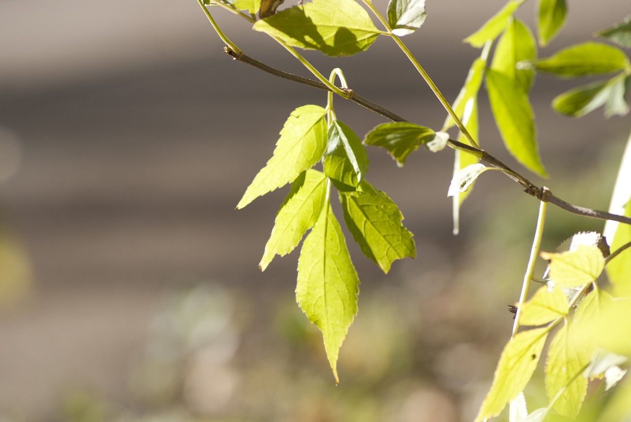 leaves  autumn  forest free photo