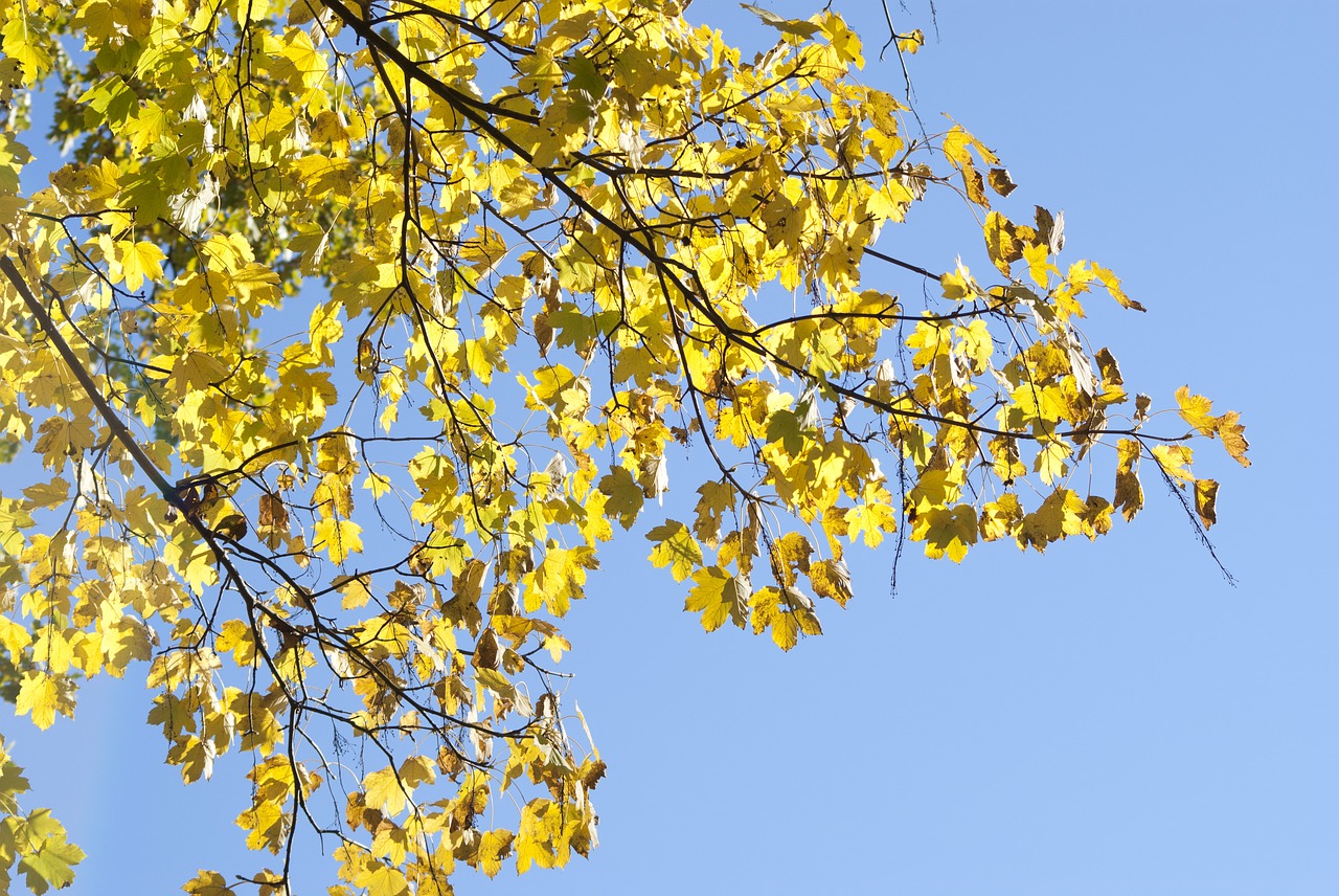 leaves  autumn  forest free photo