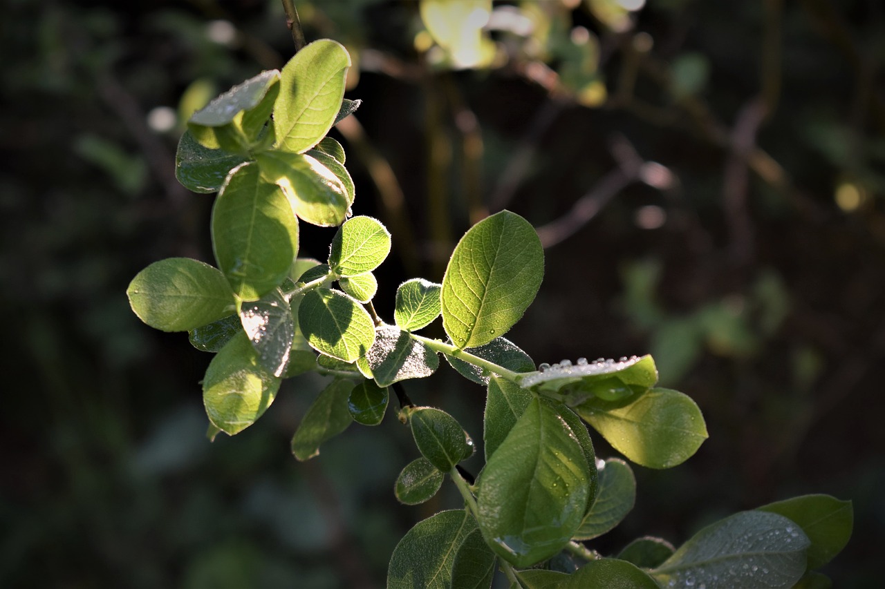 leaves  green  light free photo