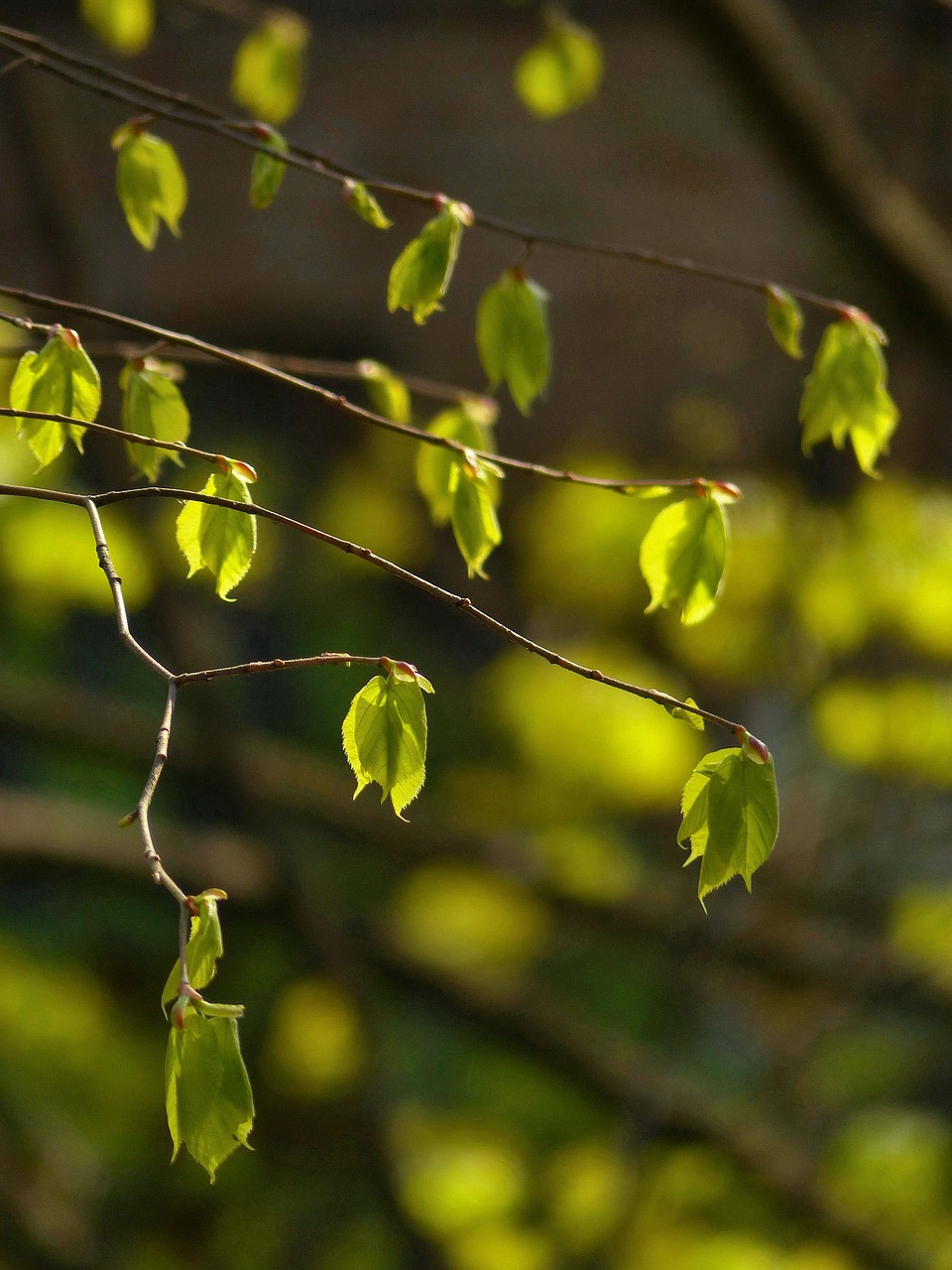 leaves  spring  the first leaves free photo