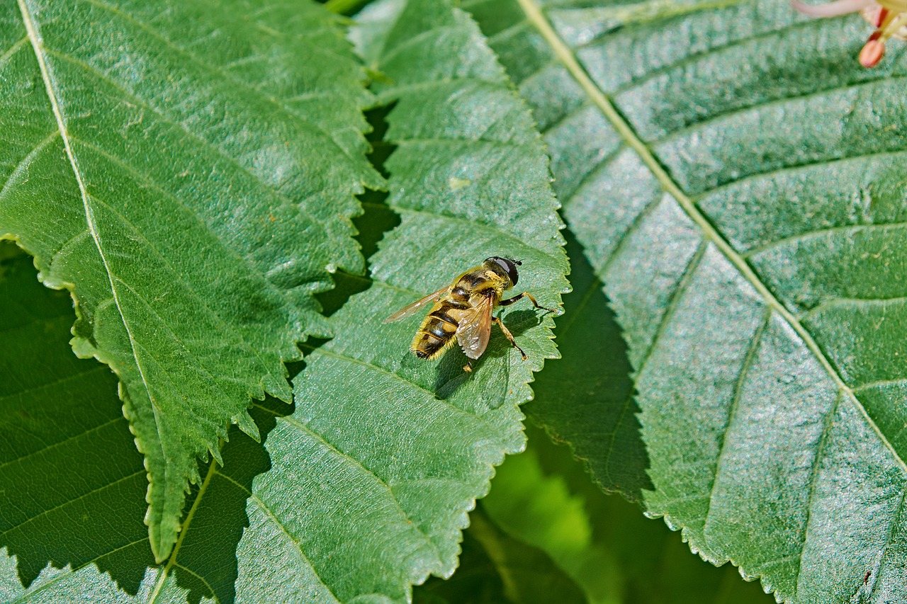 leaves  bee  green free photo