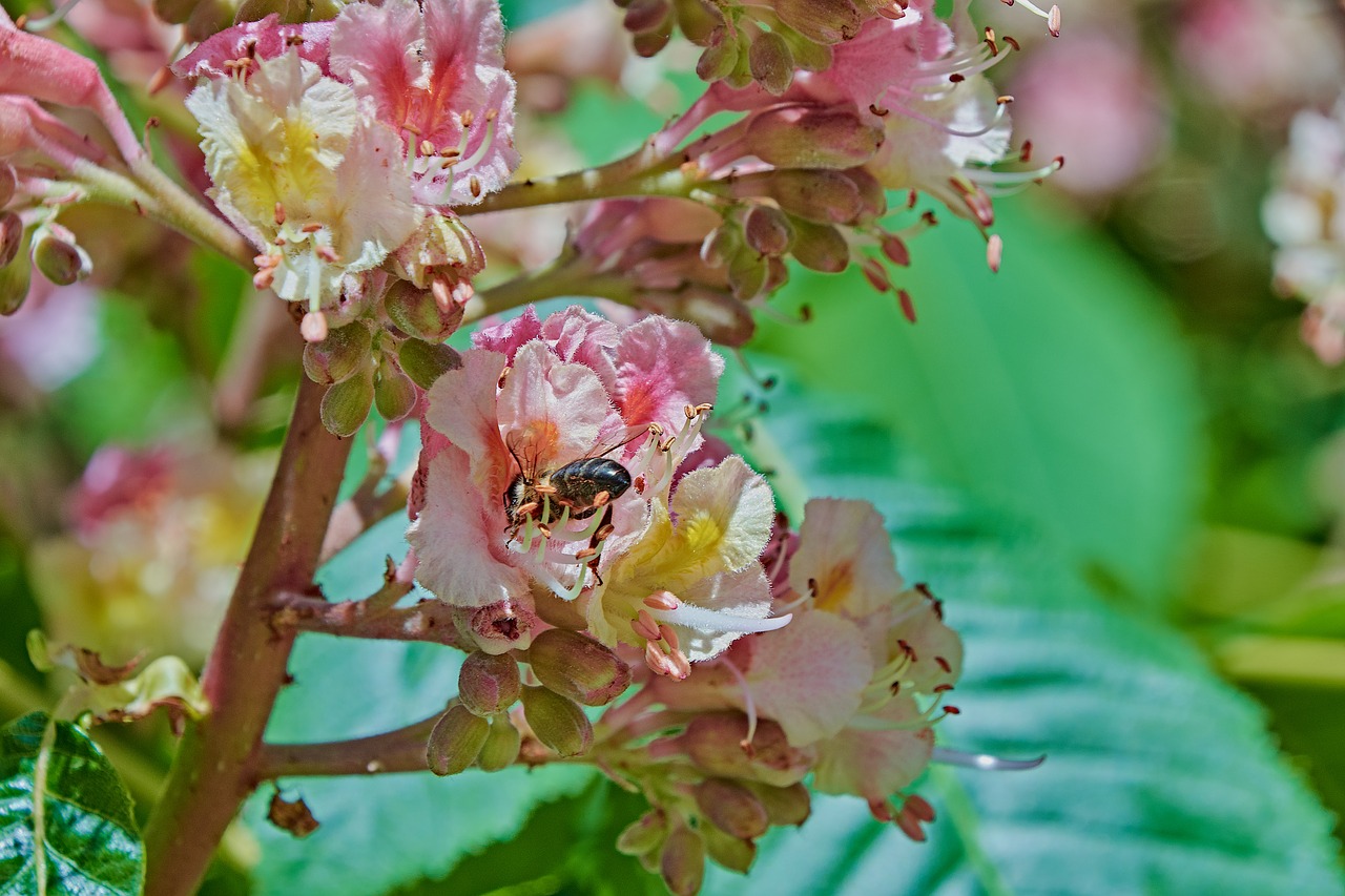 leaves  bee  green free photo