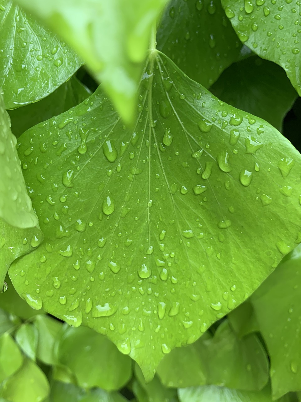 leaves  rain  water free photo