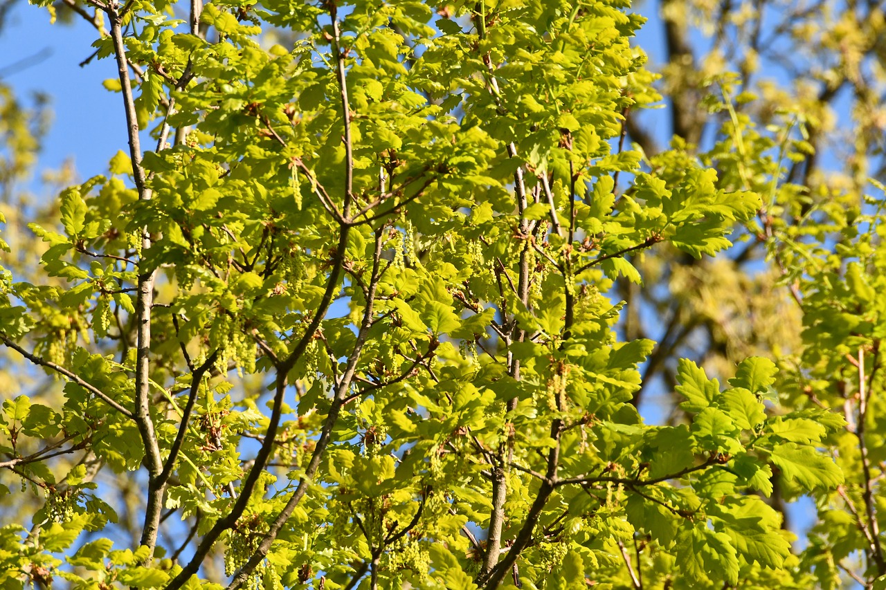 leaves  background  tender free photo