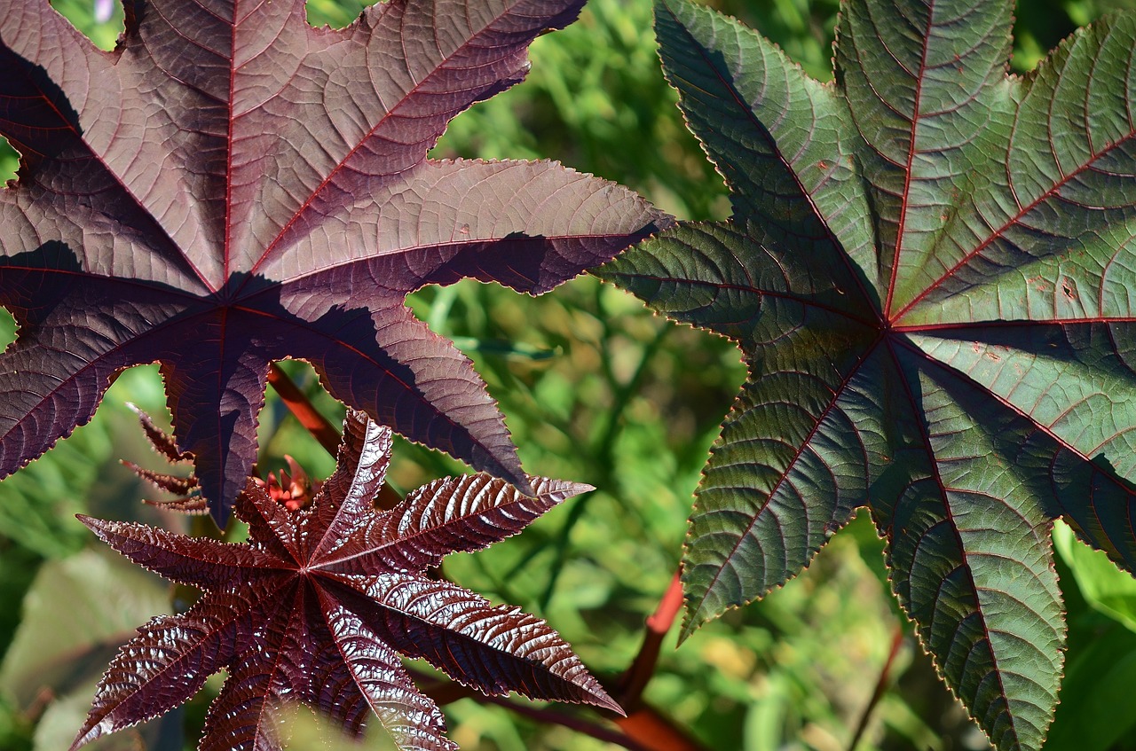 leaves purple green free photo