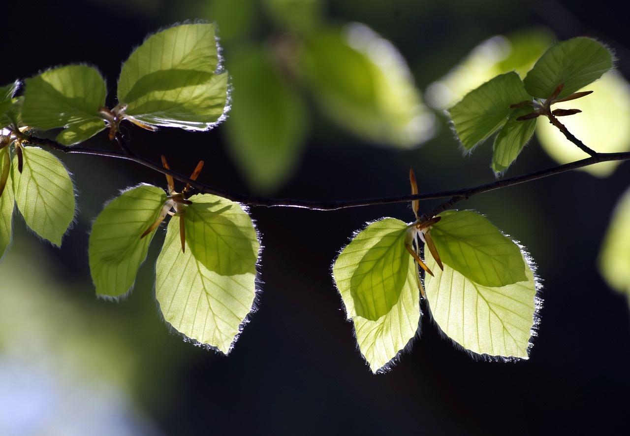 leaves  branch  fresh free photo