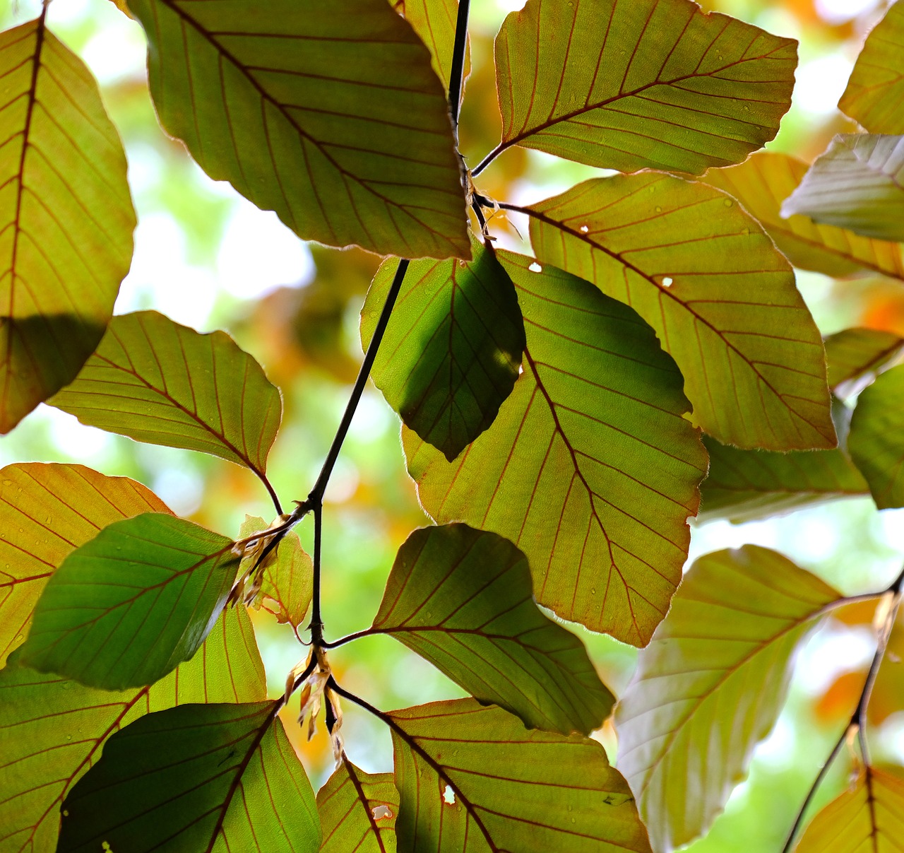 leaves  tree  branch free photo