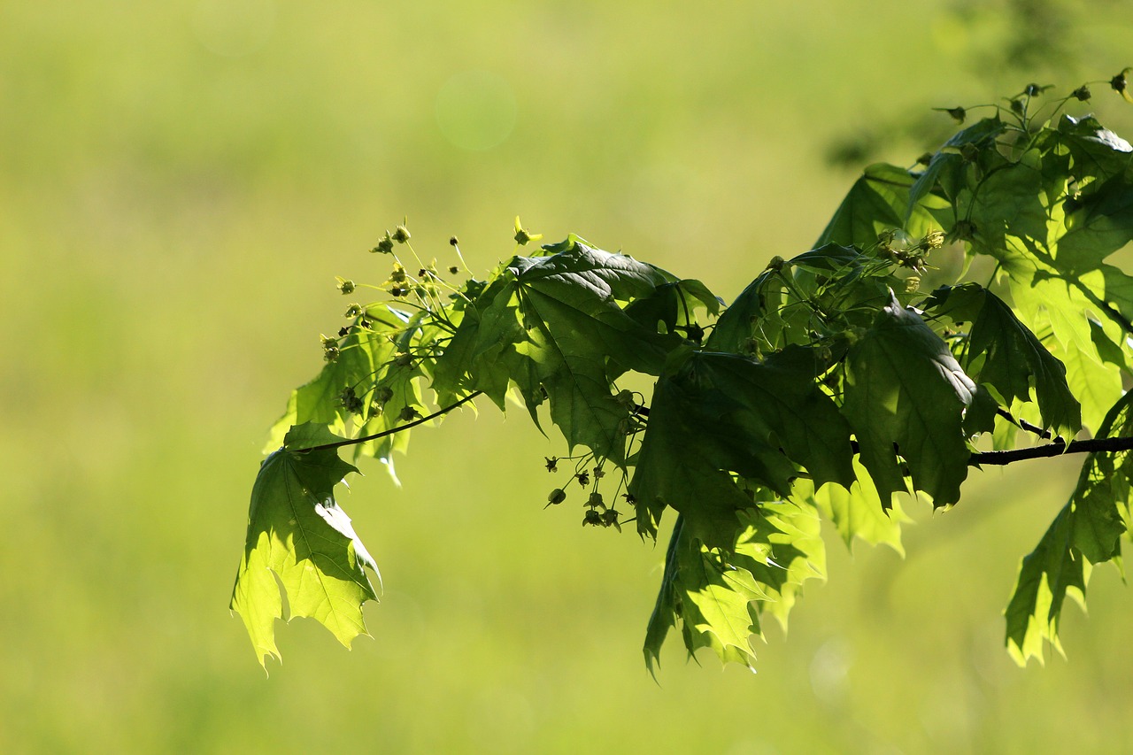 leaves  tree  light free photo