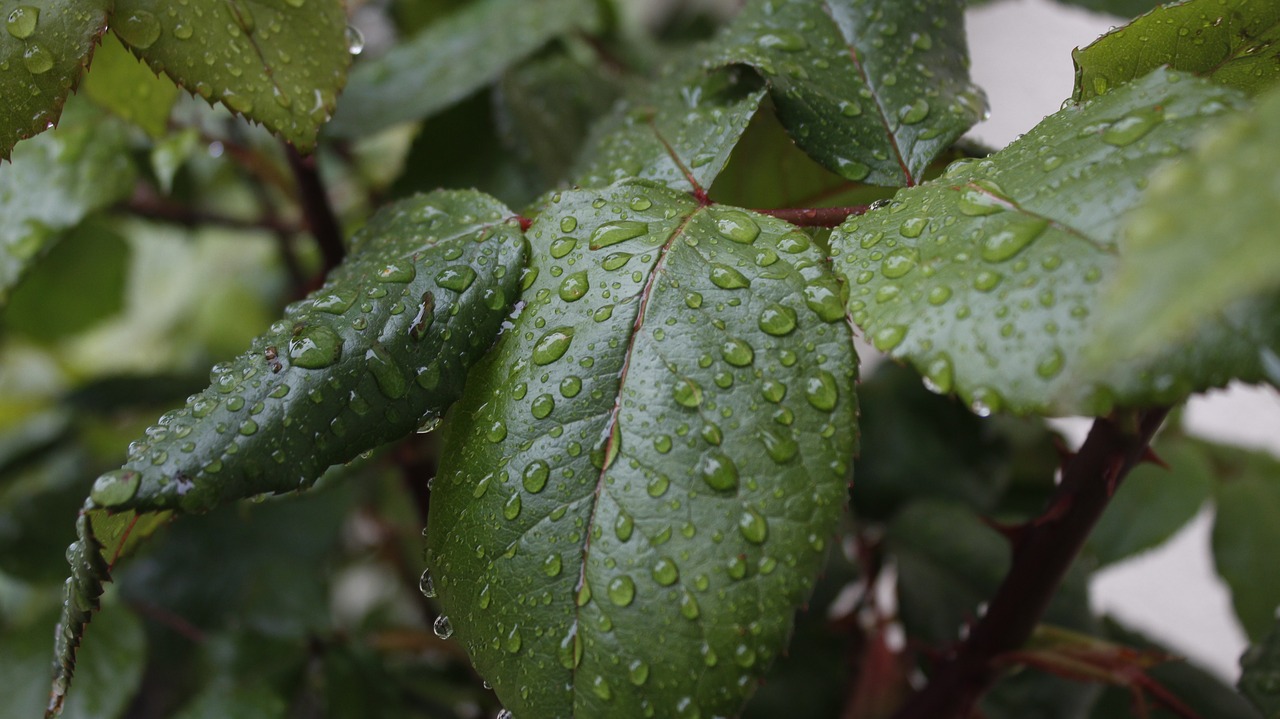 leaves  rosebush  water free photo