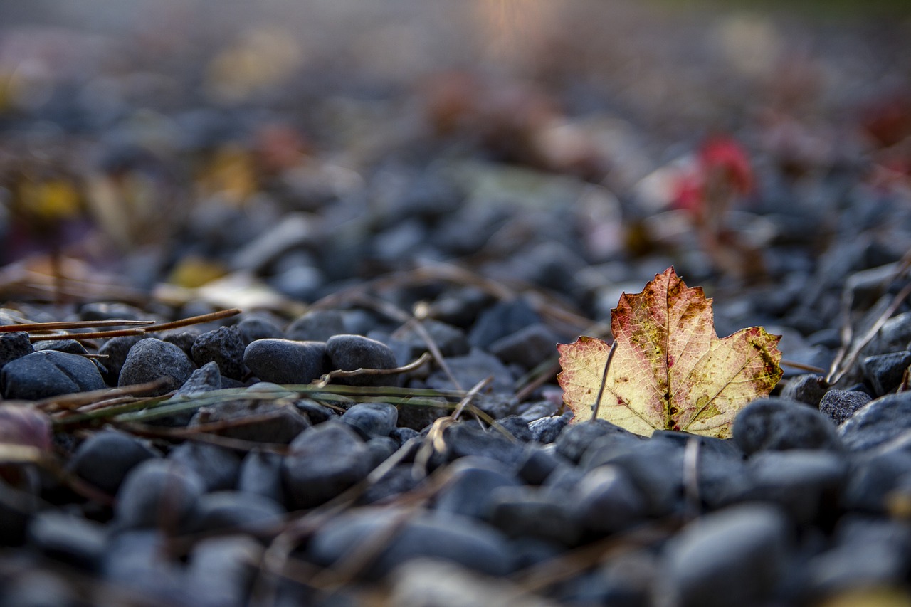 leaves  autumn  nature free photo