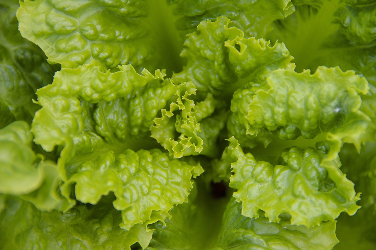 leaves  salad  healthy free photo