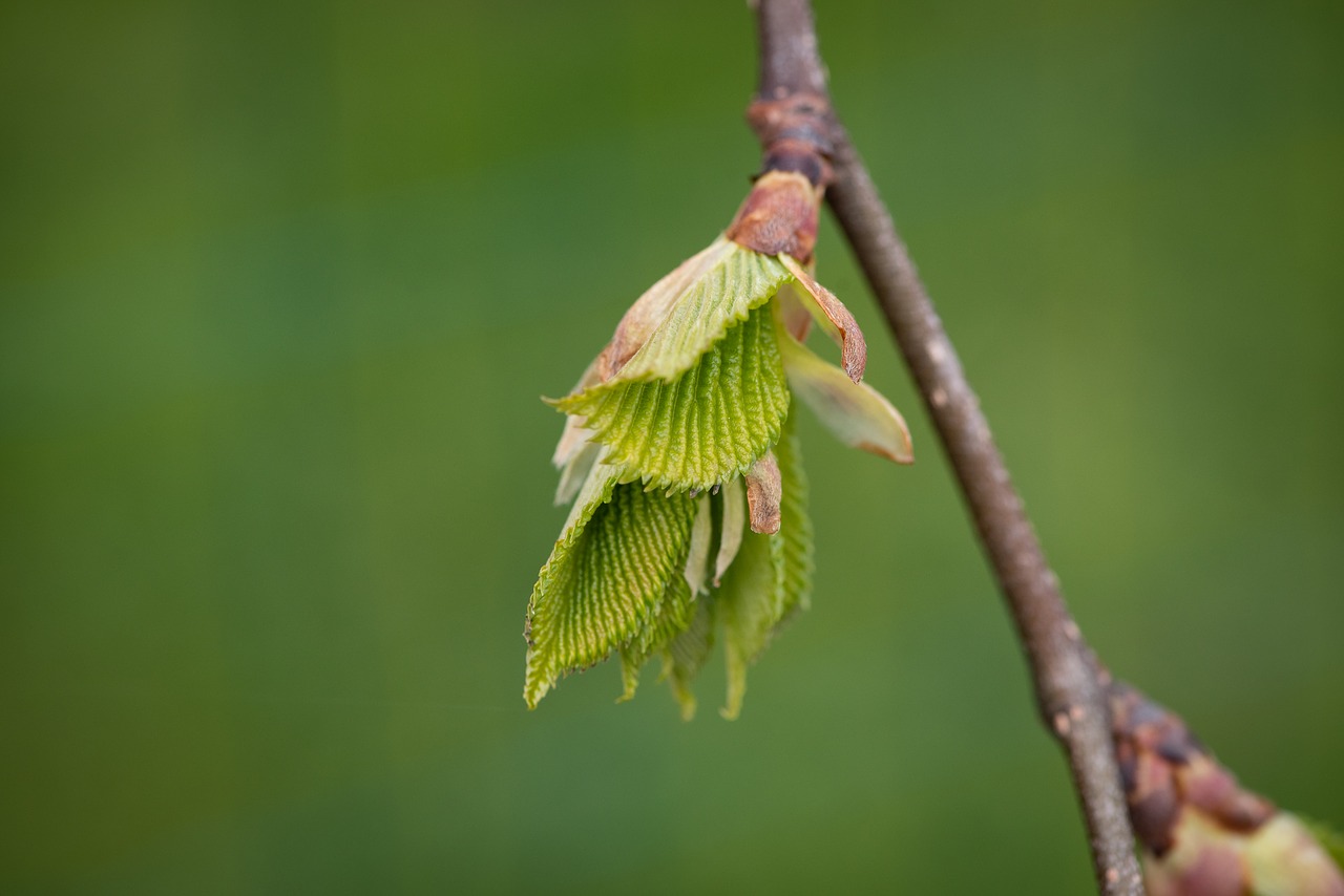 leaves  green  branch free photo