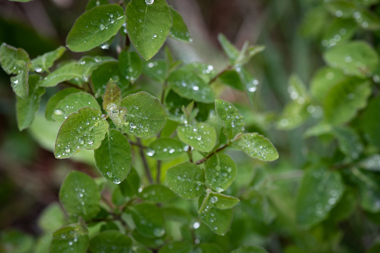 leaves  green  branches free photo