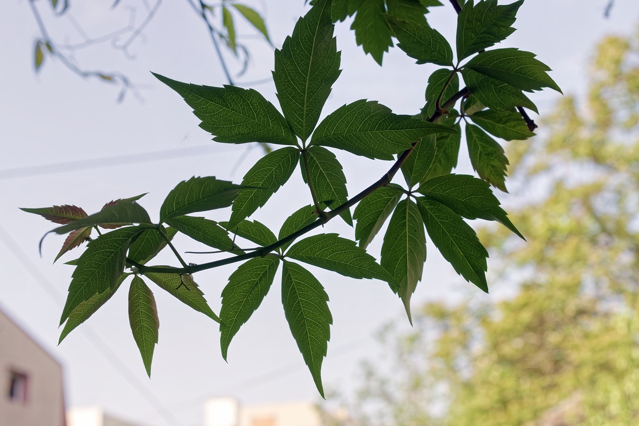 leaves  plant  clip free photo