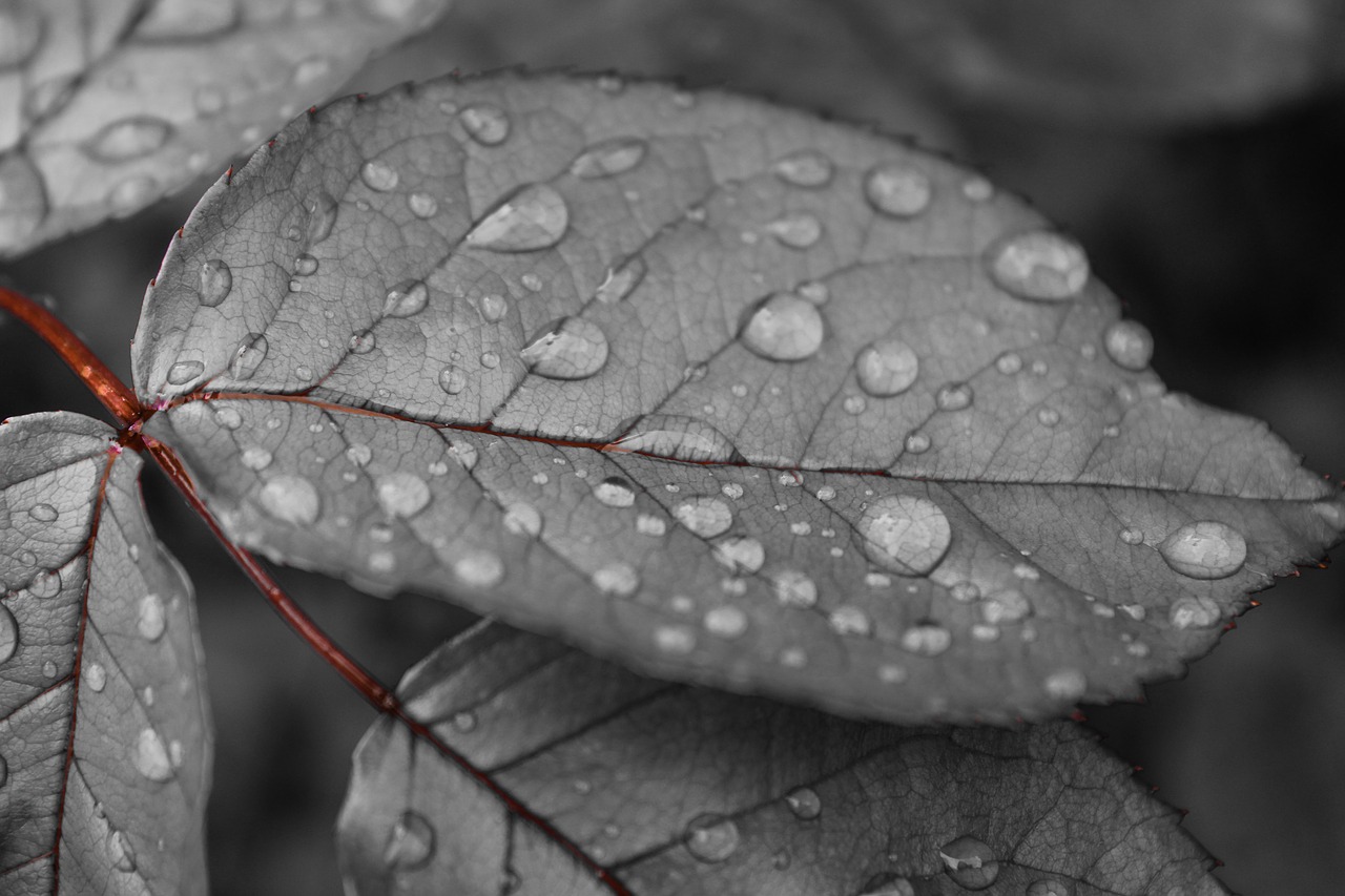 leaves  water drop  nature free photo