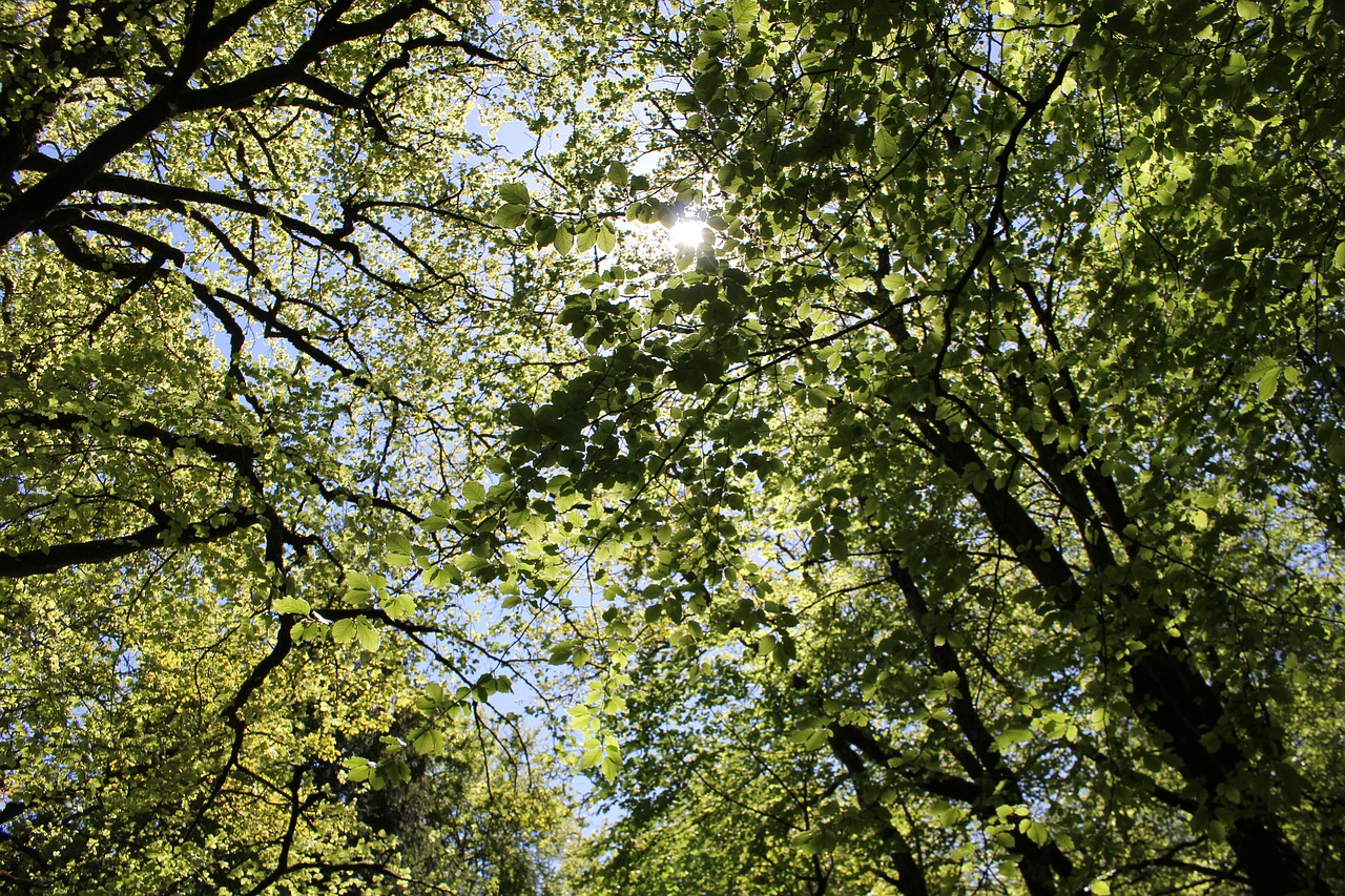 leaves  sun through trees  trees free photo