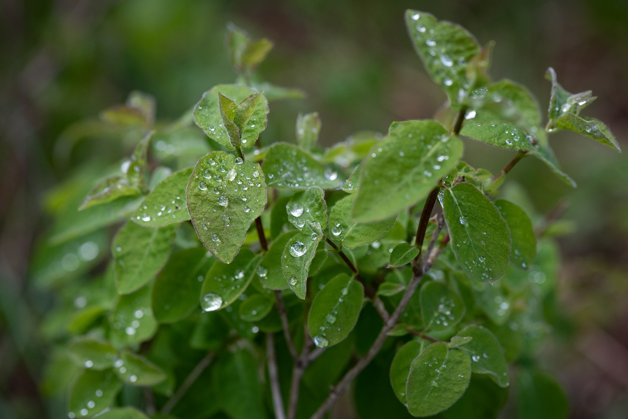 leaves  green  drop of water free photo