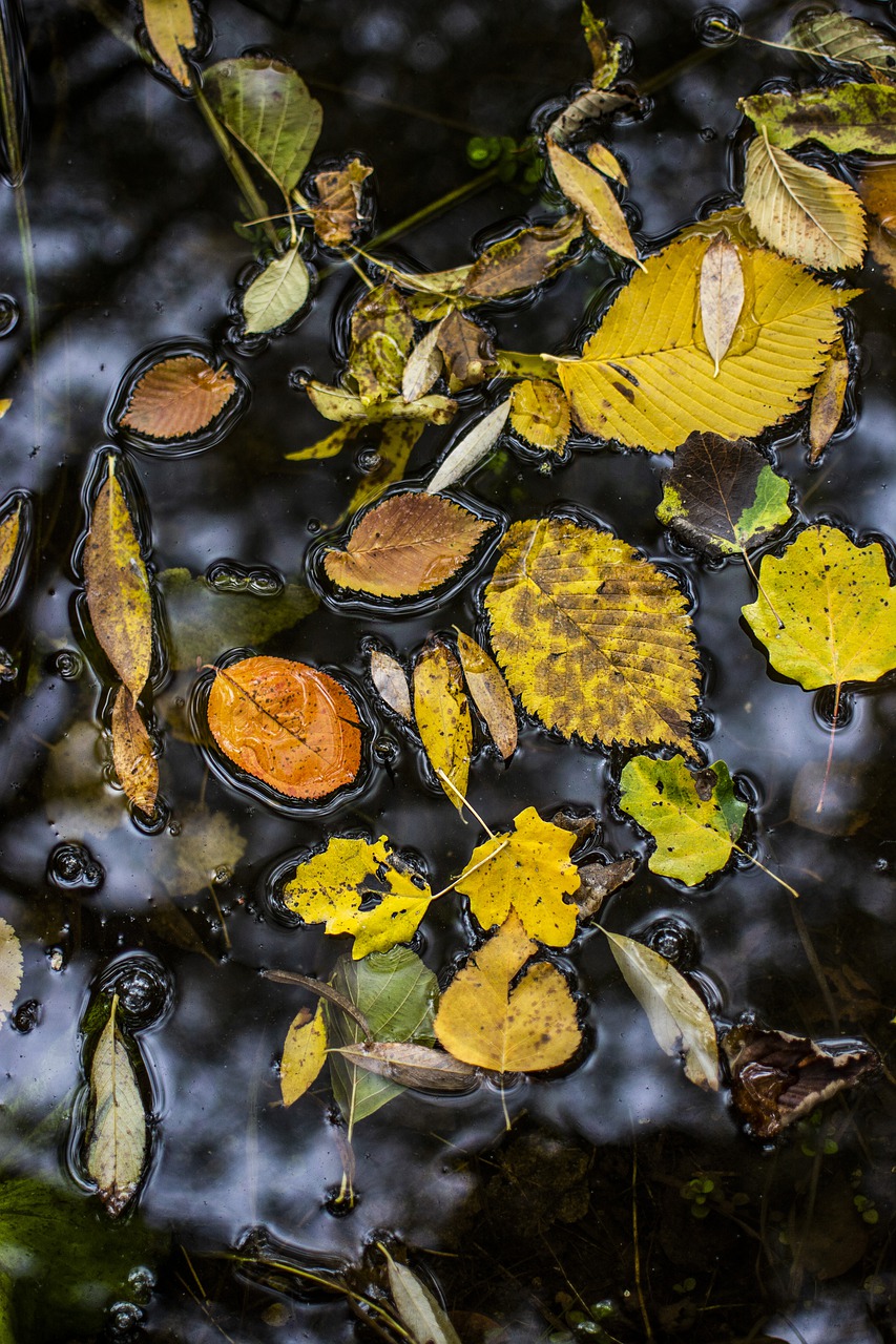 leaves  water  autumn free photo