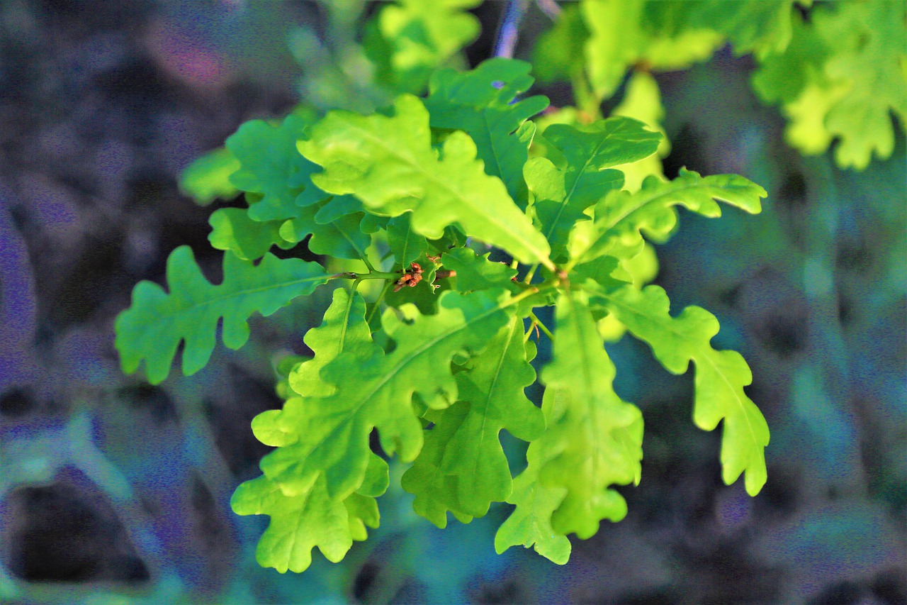 leaves  nature  spring free photo